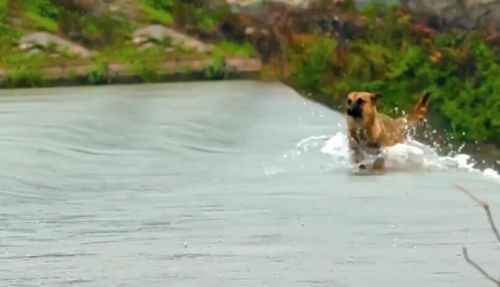 萌犬奇缘