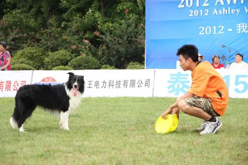 金牌流浪狗