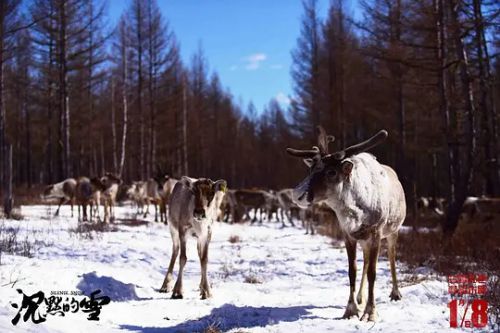 沉默的雪