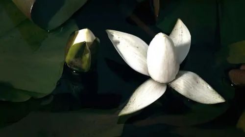 野性的罗马尼亚