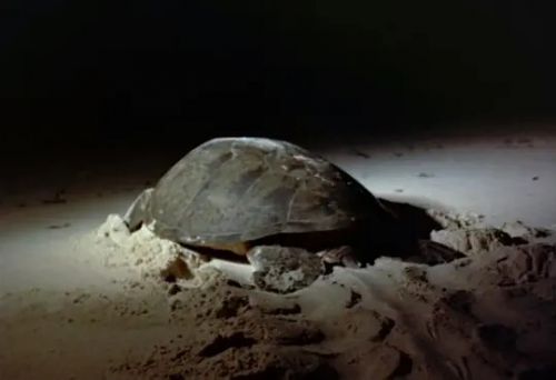 沉默的世界
