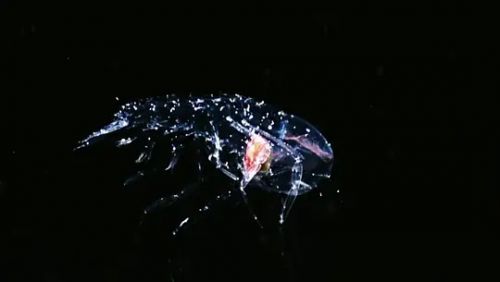 深蓝
