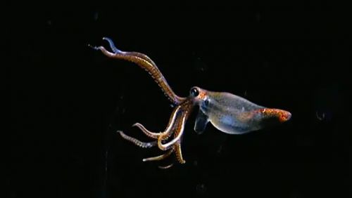深蓝