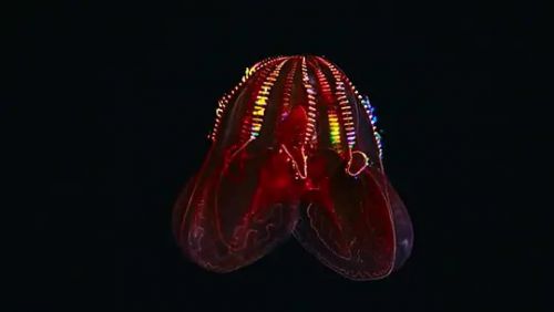 深蓝