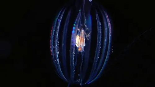 深蓝