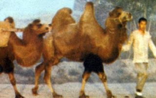 《骆驼祥子》完整版