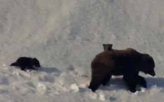 《阿拉斯加的棕熊》预告片