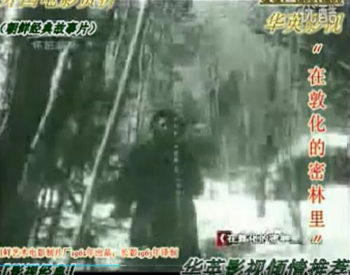 在敦化的密林里