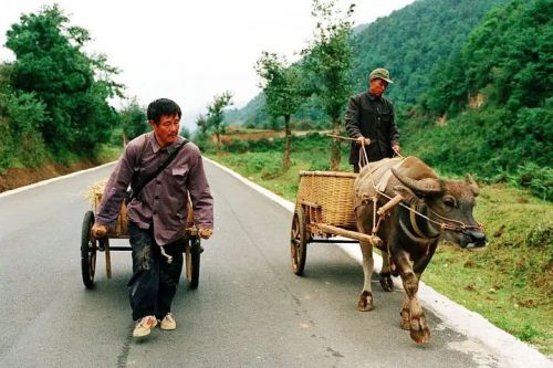 落叶归根