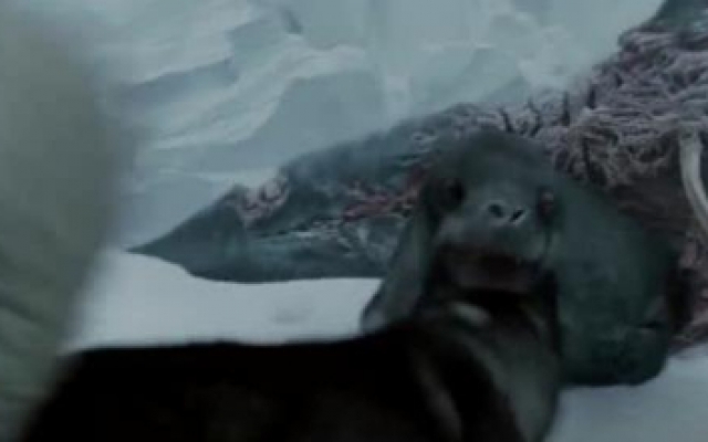 南极大冒险：掉队的狗找到一只鲨鱼，却被海豹拦住了