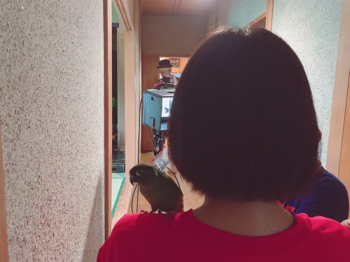 夏季来时 