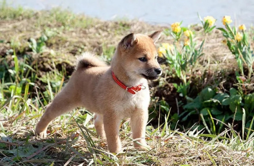 向日葵与幼犬的7天