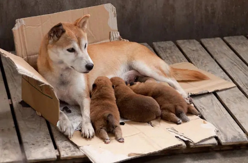 向日葵与幼犬的7天