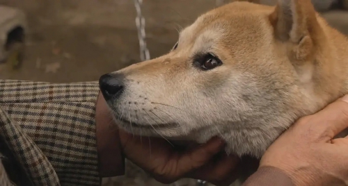 向日葵与幼犬的7天