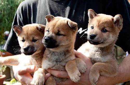 向日葵与幼犬的7天