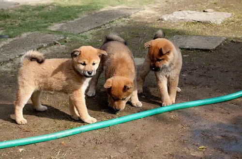 向日葵与幼犬的7天