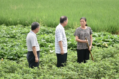 莲荷村的故事