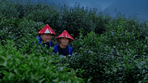 茶缘