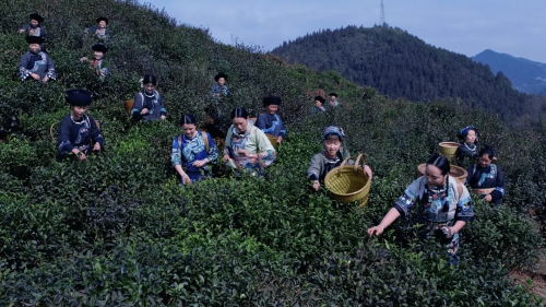 茶缘