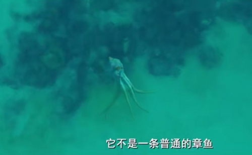大章鱼