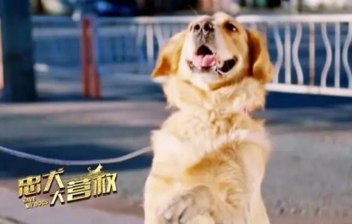忠犬大营救