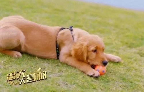 忠犬大营救