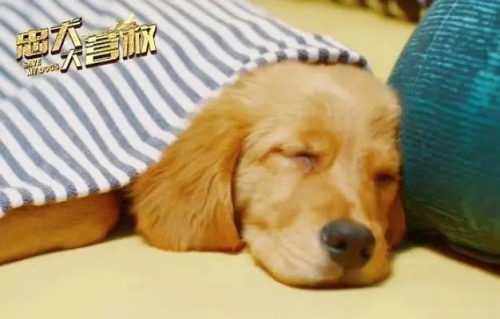 忠犬大营救