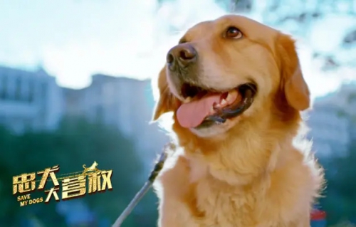 忠犬大营救