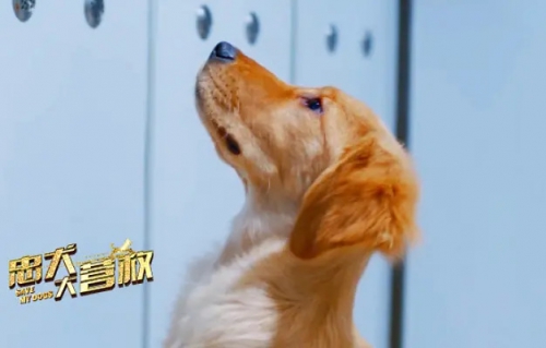 忠犬大营救