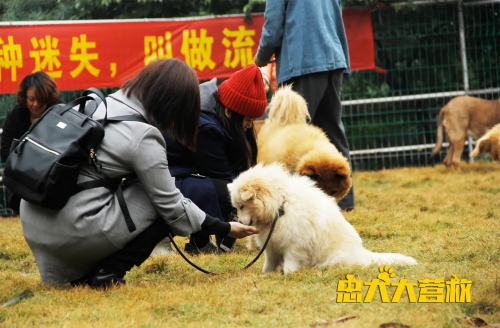 忠犬大营救
