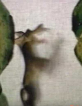 会摇尾巴的狼
