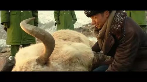 花儿为什么这样红