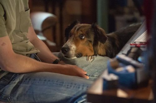 义犬救主