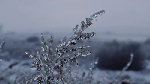 远方的狗吠声