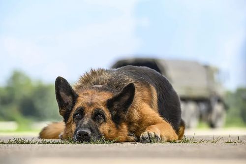 忠犬帕尔玛