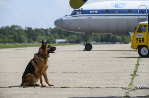 忠犬帕尔玛