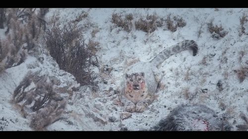 雪豹女王