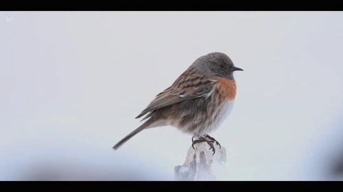 雪豹女王