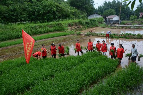 回家，扒龙舟