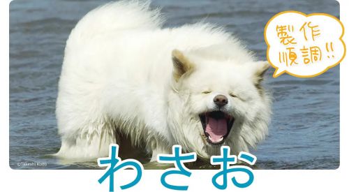 秋田犬蓬夫