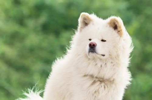 秋田犬蓬夫