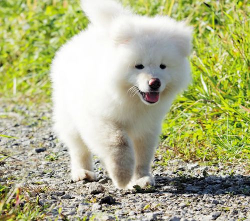 秋田犬蓬夫