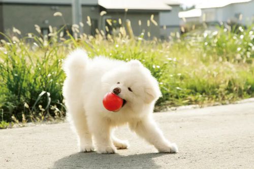 秋田犬蓬夫