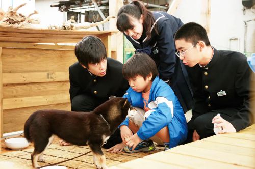 秋田犬蓬夫
