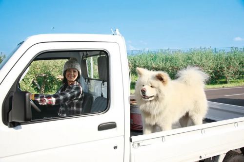 秋田犬蓬夫