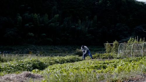赤裸的梦