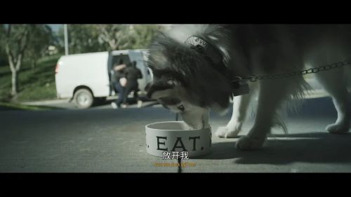 好像一条狗