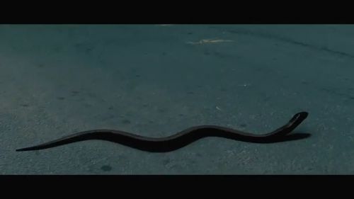 法医缉凶
