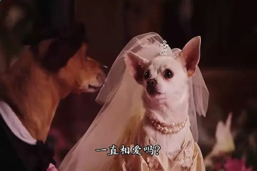 比佛利拜金狗2