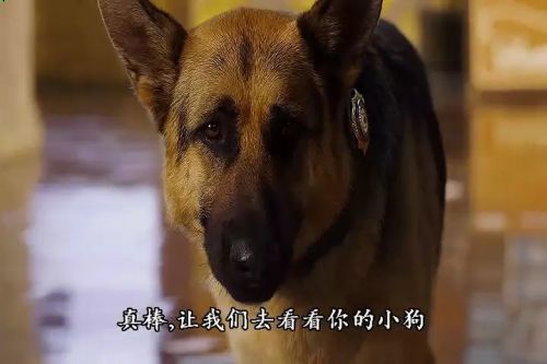比佛利拜金狗2